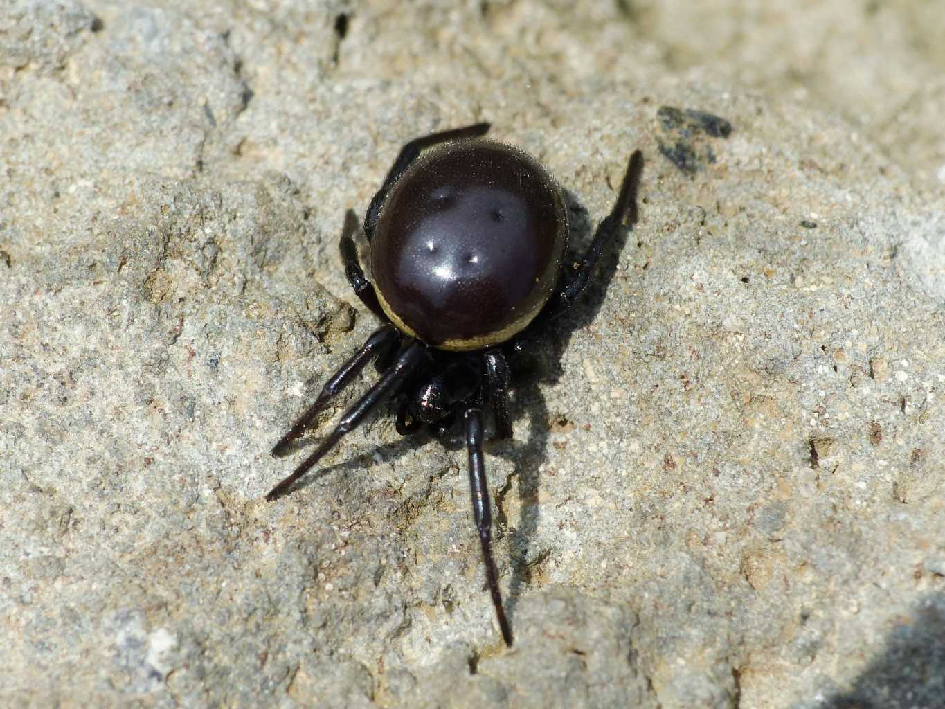 Una bella Steatoda paykulliana - Montecompatri (RM)